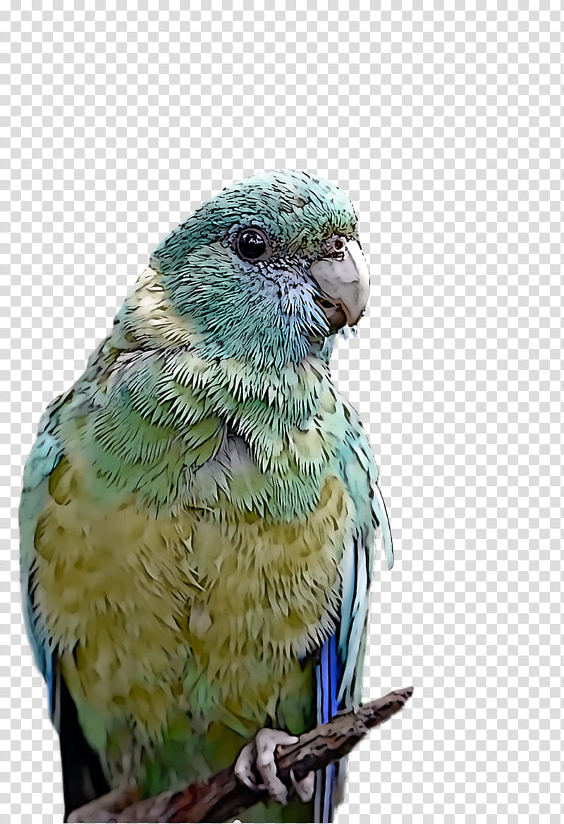 Lovebird, Budgerigar, True Parrot, Macaw, Birds, Beak, Parakeet, Loriini transparent background PNG clipart