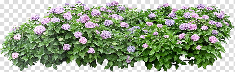 flower border flower background floral line, Plant, Lilac, Groundcover, Cut Flowers, Shrub, Bellflower, Morning Glory transparent background PNG clipart