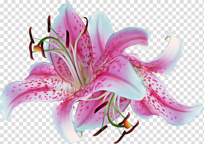 lily flower stargazer lily petal pink, Plant, Tiger Lily, Amaryllis Belladonna, Lily Family, Peruvian Lily, Cut Flowers, Crinum transparent background PNG clipart