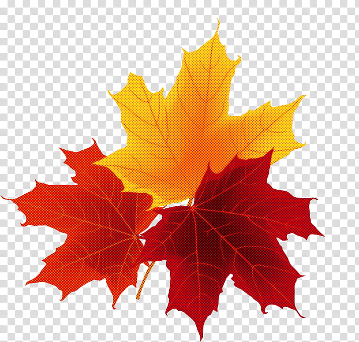 Maple leaf, Autumn, Discounts And Allowances, Deciduous, Autumn Leaf Color, Gratis, Abscission, Da transparent background PNG clipart