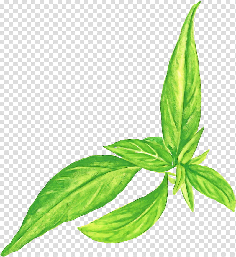 basil leaf plant stem herb peppermint, Herbal Medicine, Lemon Balm, Spearmint, Branch, Materials Science, Lemon Basil, Chemistry transparent background PNG clipart