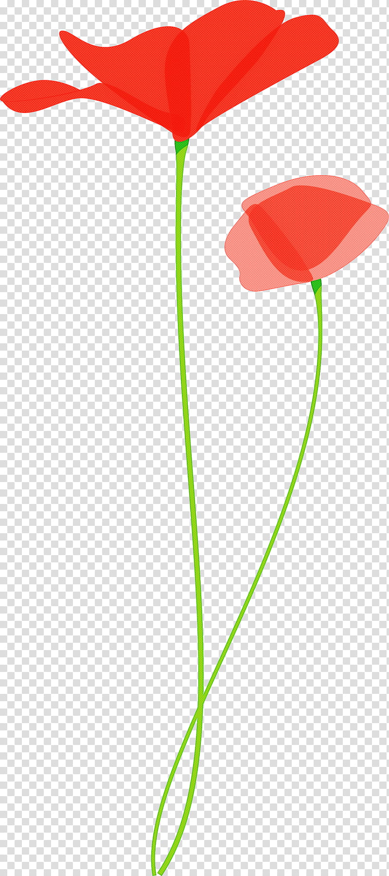 poppy flower, Plant Stem, Pedicel, Leaf, Coquelicot, Anthurium, Poppy Family, Tulip transparent background PNG clipart