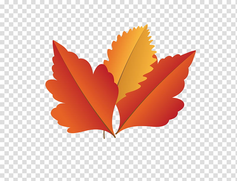Maple leaf, Autumn Leaf, Fall Leaf, Cartoon Leaf, Computer, Meter, Orange Sa, Biology transparent background PNG clipart