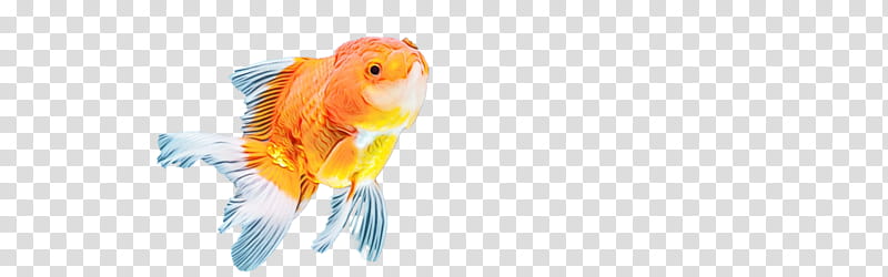 goldfish fish beak close-up computer, Watercolor, Paint, Wet Ink, Closeup, Biology, Science transparent background PNG clipart
