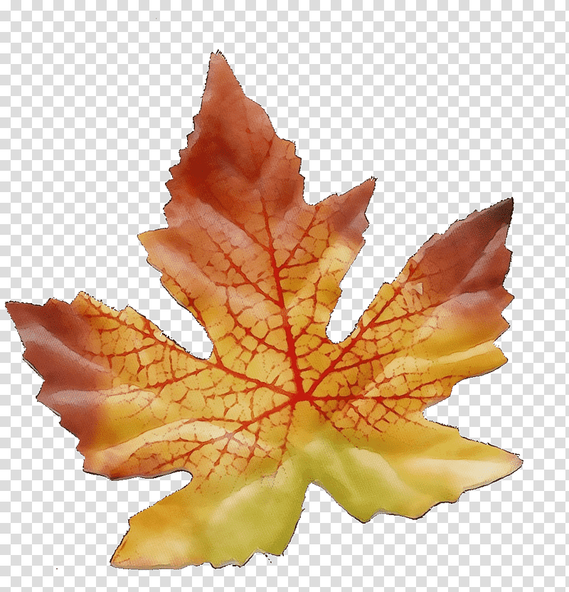 leaf maple leaf / m science biology plant, Watercolor, Paint, Wet Ink, Maple Leaf M, Plant Structure transparent background PNG clipart