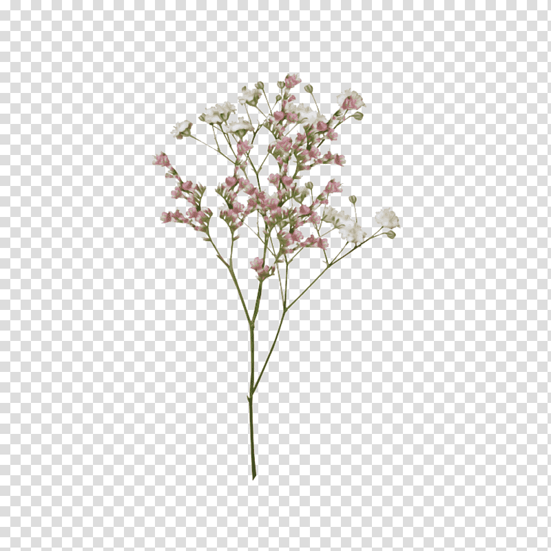 Palm trees, Plant Stem, Flower, Twig, Branch, Viburnum Lentago, Blossom transparent background PNG clipart
