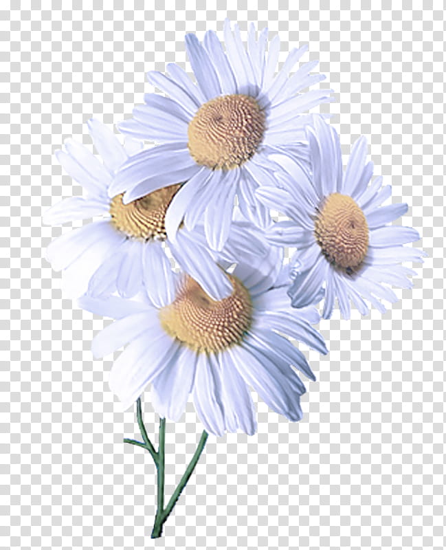 Daisy, Flower, White, Mayweed, Camomile, Chamomile, Plant, Petal transparent background PNG clipart