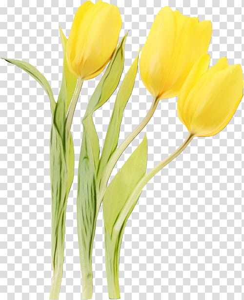 Artificial flower, Watercolor, Paint, Wet Ink, Yellow, Cut Flowers, Tulip, Petal transparent background PNG clipart