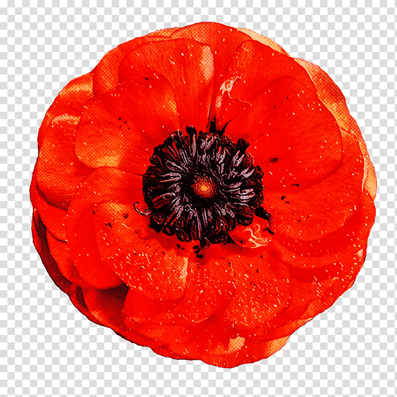 poppy australian war memorial memorial coquelicot, Flower, Common Poppy, Individual, Institution, Petal transparent background PNG clipart