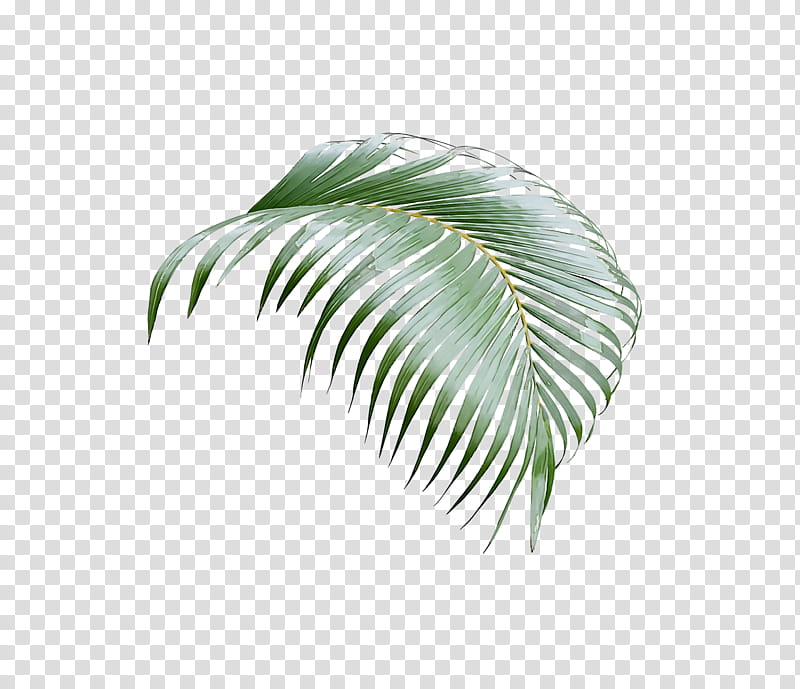Palm trees, Leaf, Date Palm, California Palm, Plant Stem, Coconut, Palm Branch, Asian Palmyra Palm transparent background PNG clipart