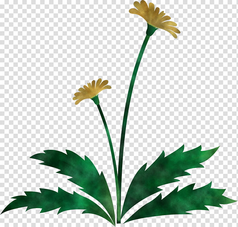 Dandelion flower easter day flower spring flower, Plant, Yellow, Leaf, Plant Stem, Pedicel, Wildflower, Rudbeckia transparent background PNG clipart