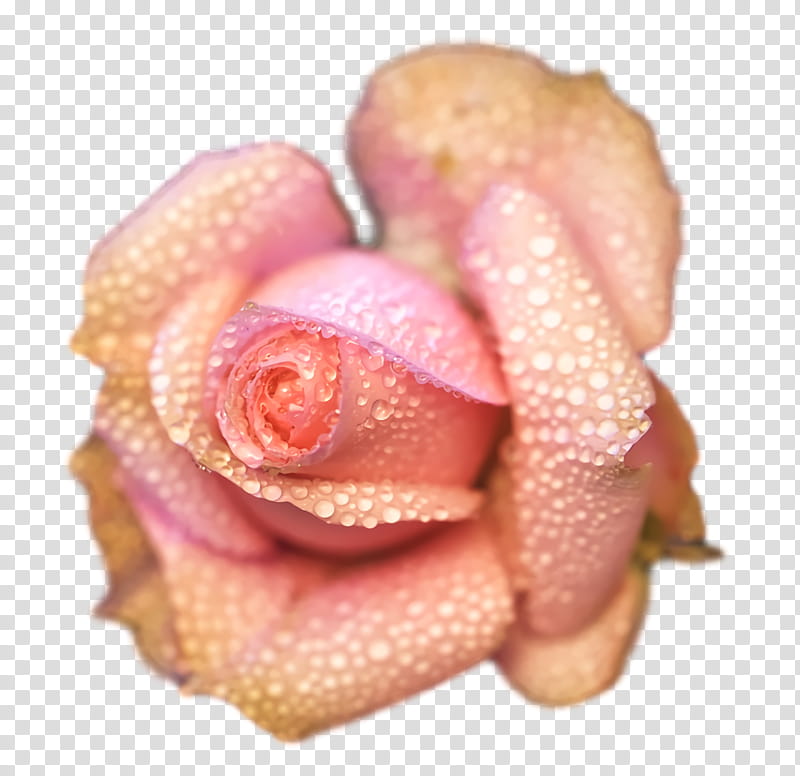 Rose, Rose Family, Flesh M, Petal, Closeup transparent background PNG clipart