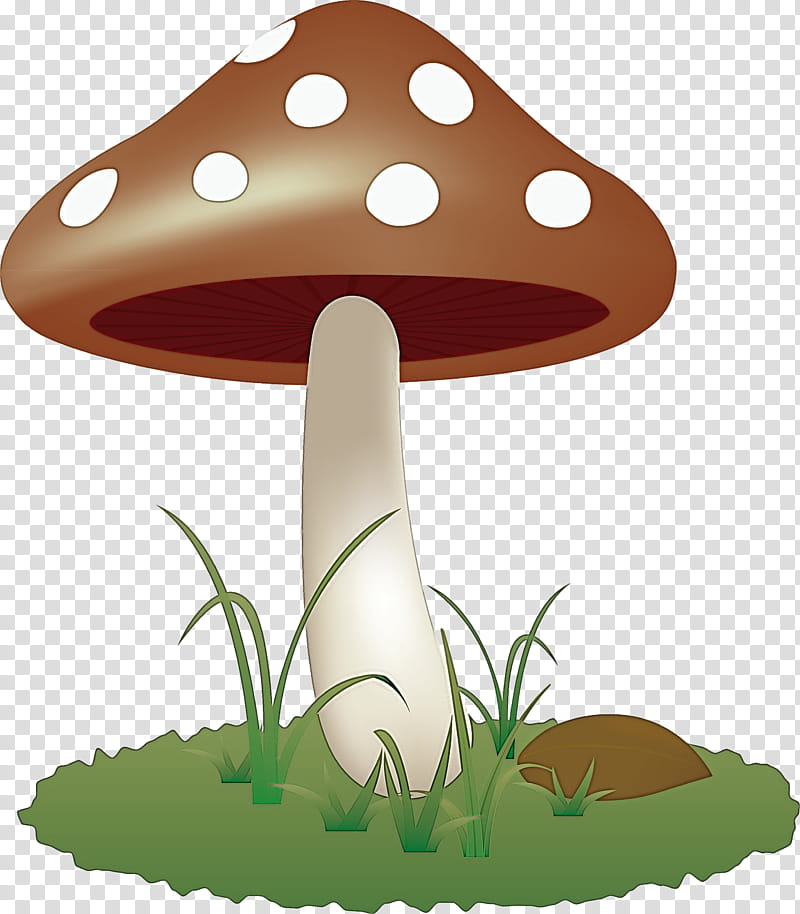 mushroom, Agaricaceae, Agaricomycetes, Agaricus, Edible Mushroom, Fungus, Grass, Plant transparent background PNG clipart
