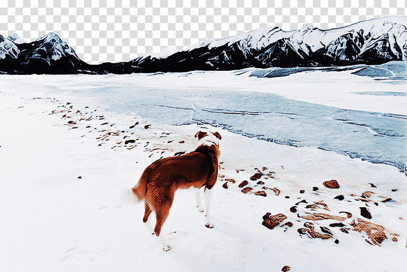 dog 09738 glacial landform snow freezing, Winter
, Breed, Geology, Glacier, Groupm transparent background PNG clipart