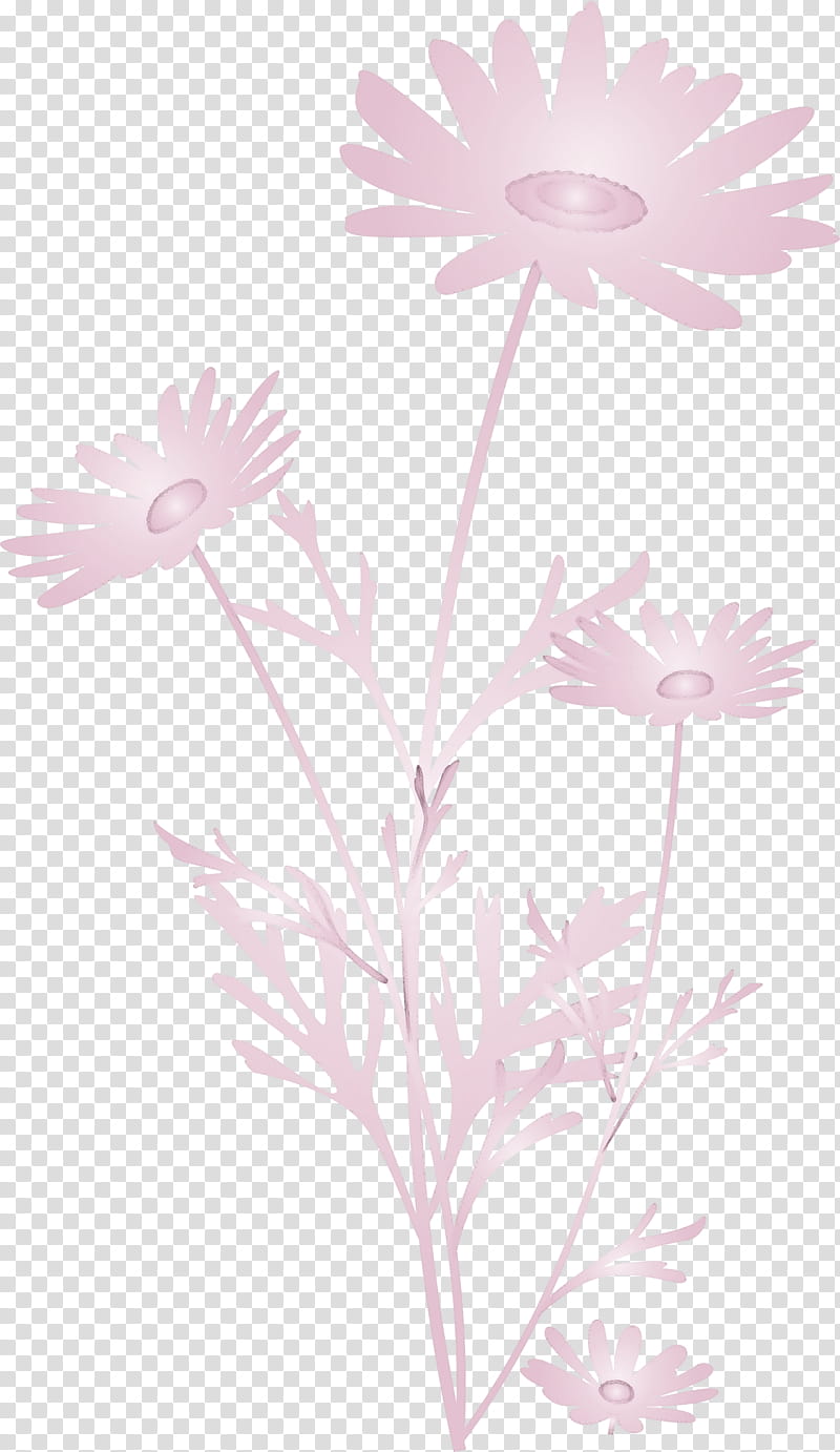 marguerite flower spring flower, Chamomile, Daisy, Camomile, Plant, Oxeye Daisy, Pink, Marguerite Daisy transparent background PNG clipart