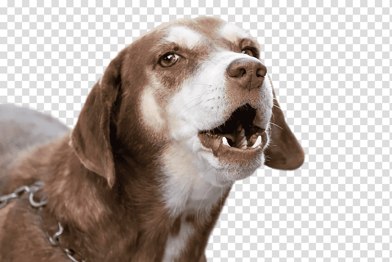 dog snout companion dog breed crossbreed, Science, Biology transparent background PNG clipart