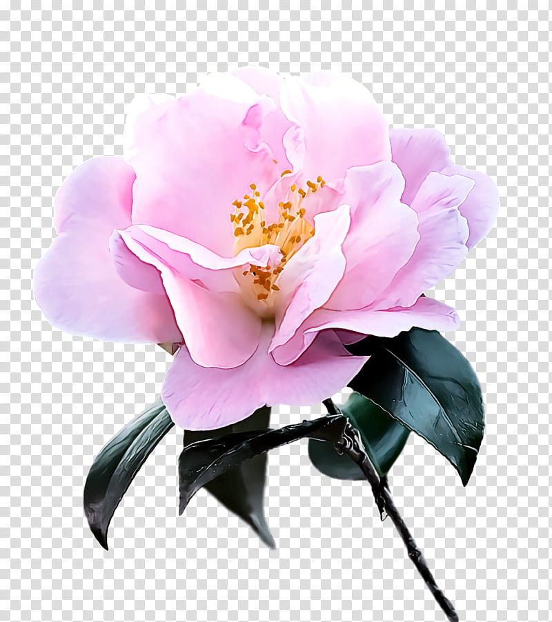 sasanqua camellia cut flowers peony petal flower, Theaceae, Heathers And Allies transparent background PNG clipart