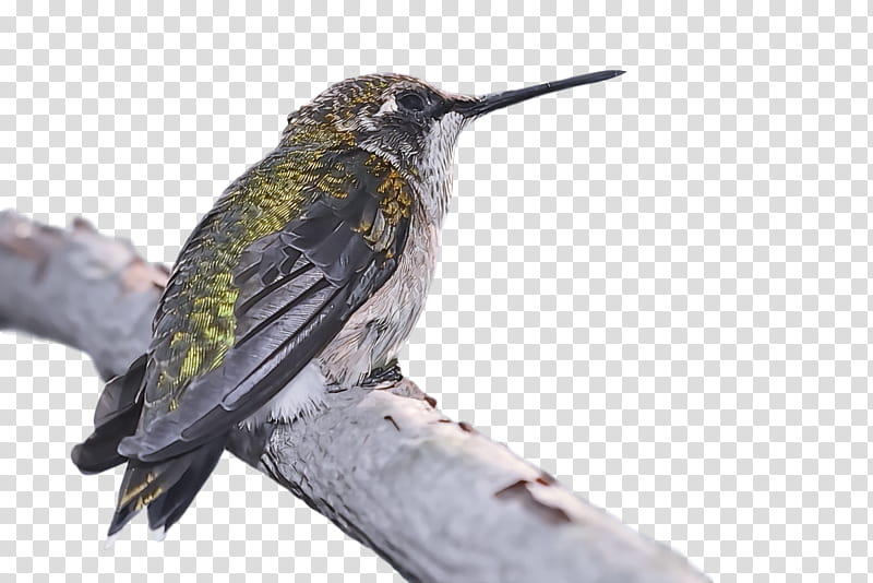 bird, Hummingbird, Beak, Rufous Hummingbird, Jacamar transparent background PNG clipart
