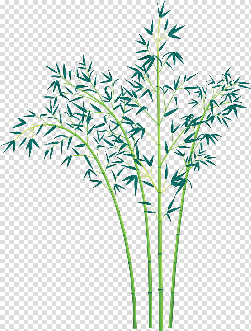 bamboo leaf, Plant, Flower, Grass, Plant Stem, Grass Family, Tree, Pedicel transparent background PNG clipart