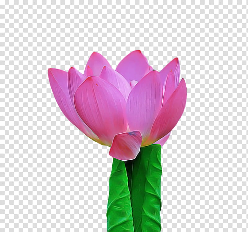 sacred lotus cut flowers tulip nelumbonaceae aquatic plant, Petal, Proteales, Plants, Seed Plants, Science, Biology transparent background PNG clipart