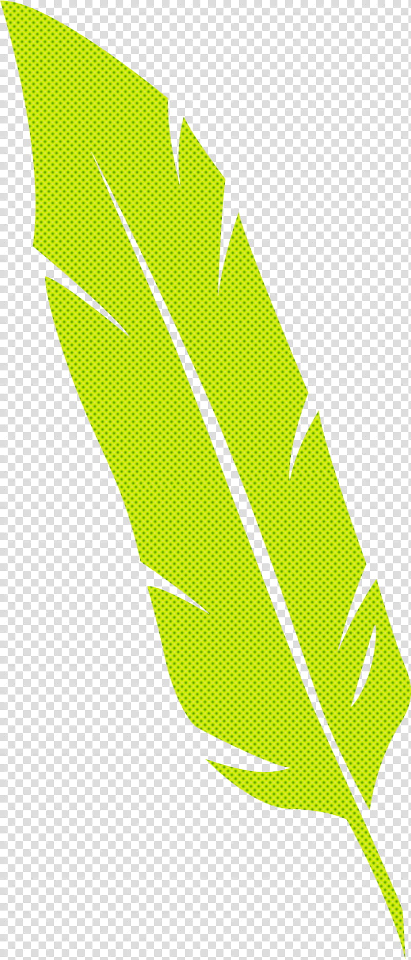 Feather, Leaf, Plant Stem, Leaf Angle Distribution, Drawing, Palm Trees, Plant Structure, Plants transparent background PNG clipart