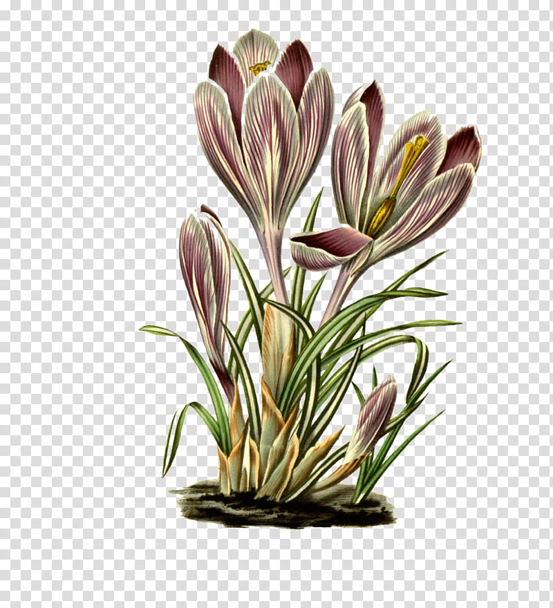 Floral design, Plant Stem, Cut Flowers, Crocus, Flowerpot, Crocus M, Plants, Science transparent background PNG clipart