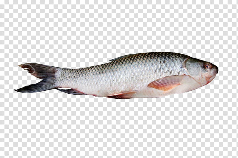 tilapia rohu sarbh biotech pvt ltd fish products catla, Seafood, Mackerel, Fish As Food, Basa, Fish Fillet, Pattammal Seafoods, Indian Mackerel transparent background PNG clipart