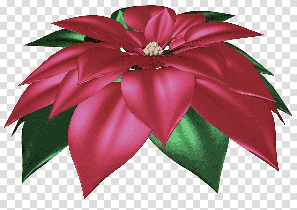 cut flowers flower poinsettia petal flora, Magenta Telekom transparent background PNG clipart