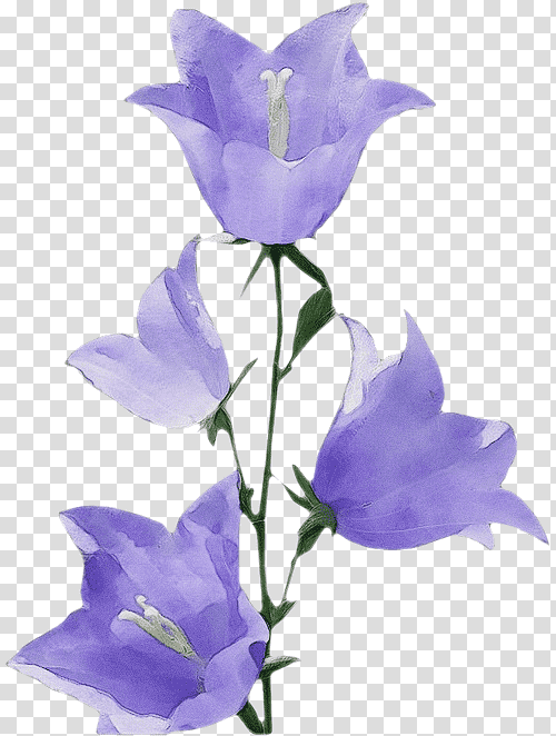 Lavender, Watercolor, Paint, Wet Ink, Plant Stem, Cut Flowers, Harebell transparent background PNG clipart