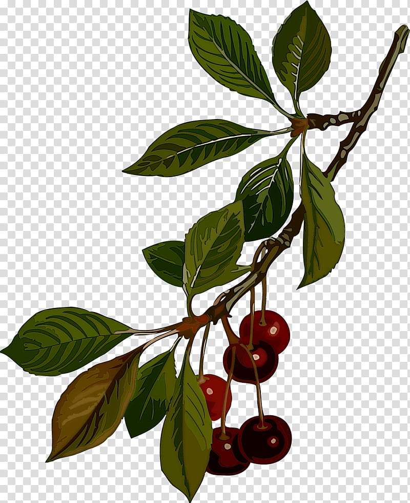 Fruit tree, Cherry, Barbados Cherry, Plum, Painting, Drawing, Watercolor Painting, Rainier Cherry transparent background PNG clipart
