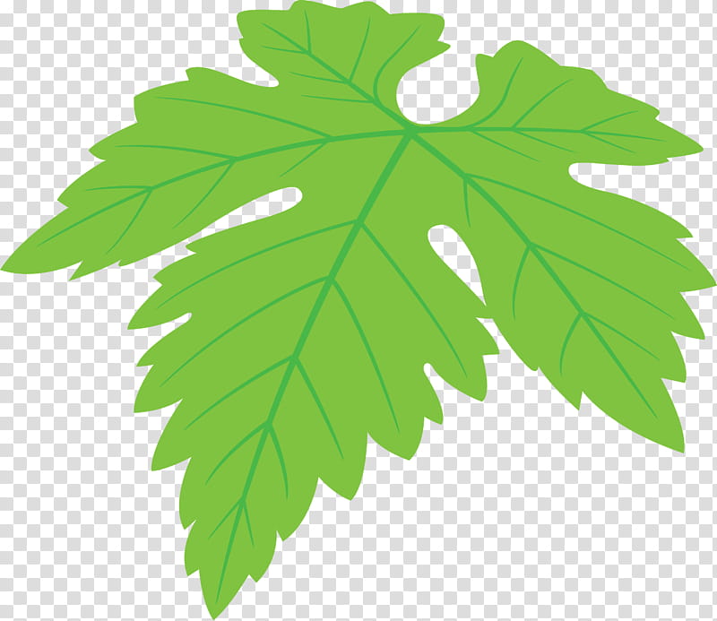 Grapes Leaf leaf, Plant, Green, Flower, Tree, Plane, Black Maple, Herb transparent background PNG clipart