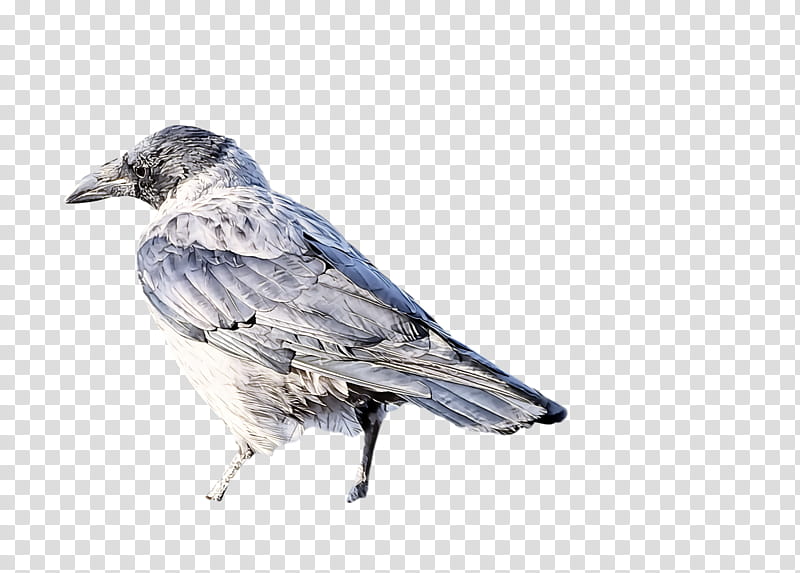bird, Beak, Scrub Jay, Perching Bird transparent background PNG clipart