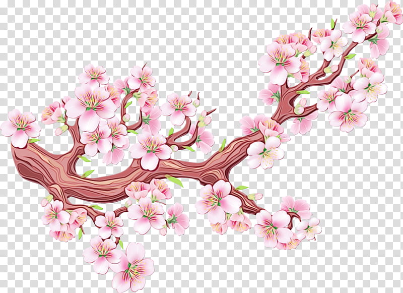 Cherry blossom, Watercolor, Paint, Wet Ink, Flower, Plant, Spring
, Branch transparent background PNG clipart