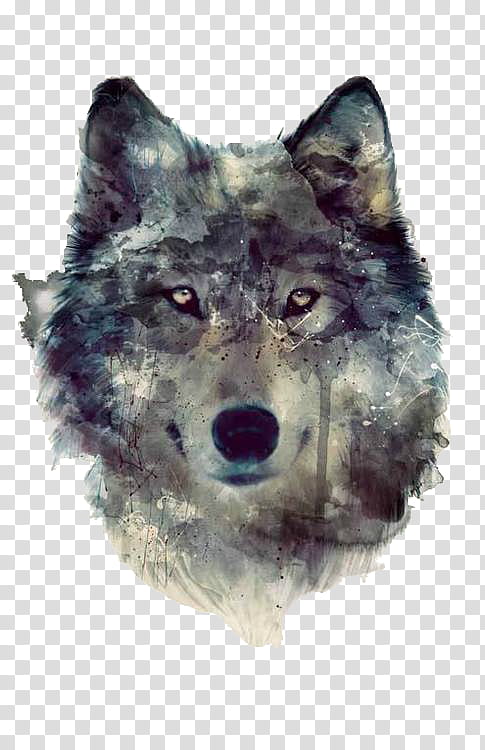 Wolf Drawing, Watercolor Painting, Printmaking, Artist, Fine Arts, Sculpture, Poster, Fine Art America transparent background PNG clipart