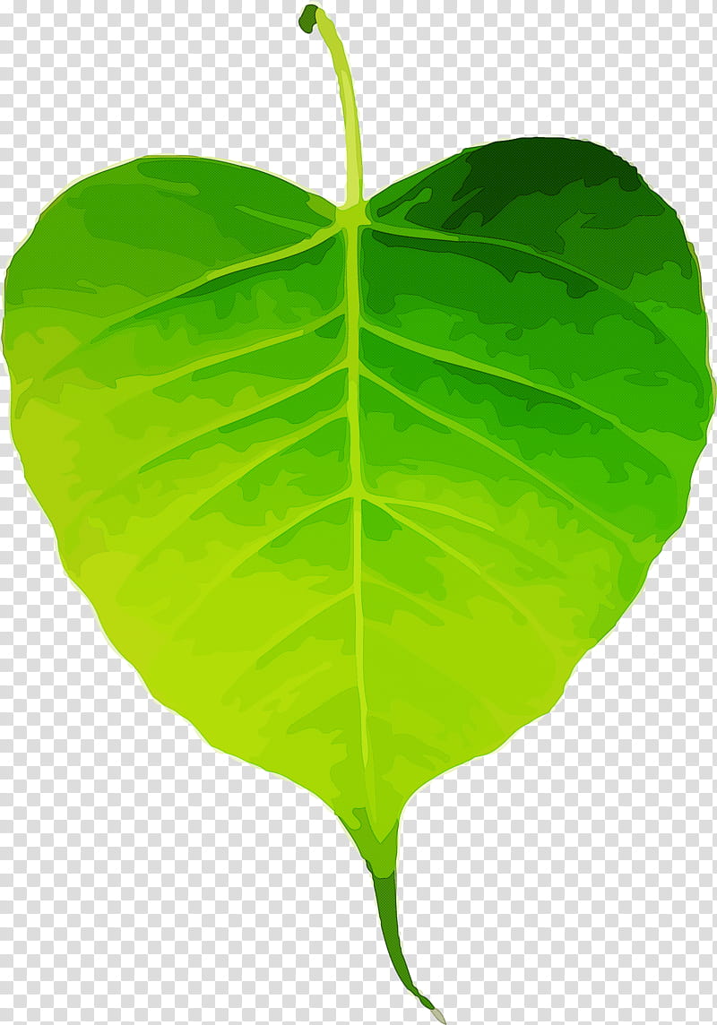 Bodhi Leaf Bodhi Day Bodhi, Flower, Green, Plant, Anthurium, Piper Auritum, Tree, Plant Stem transparent background PNG clipart