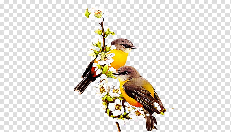 spring, Spring
, Bird, Beak, Finch, Goldfinch, Songbird, Old World Oriole transparent background PNG clipart