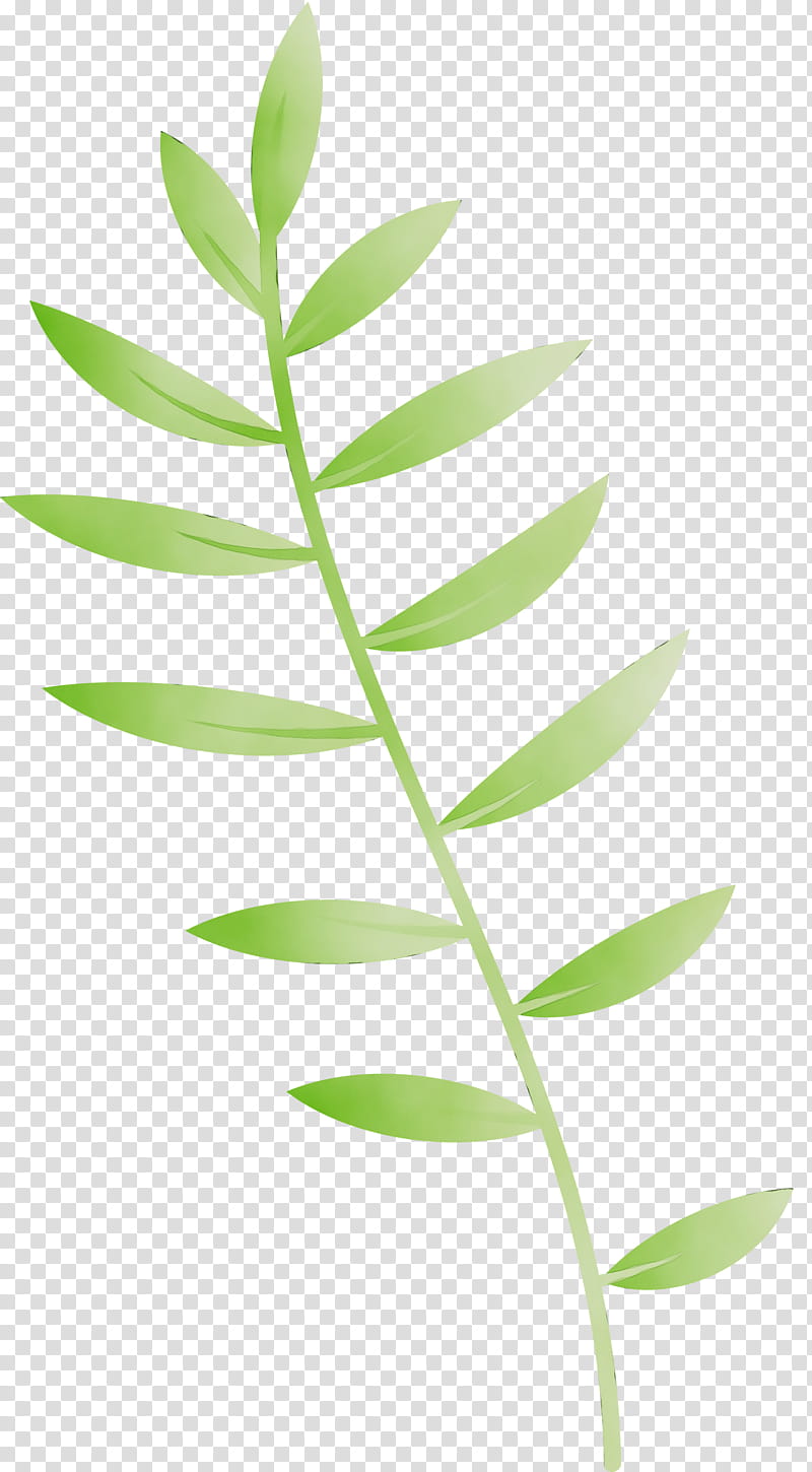 plant stem leaf plants biology plant structure, Leaf Cartoon, Leaf , Leaf Abstract, Watercolor, Paint, Wet Ink, Science transparent background PNG clipart