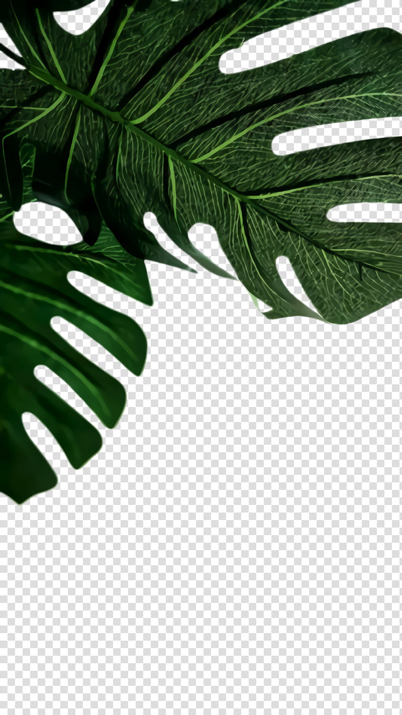 Family Tree, Monstera Leaf, Green Leaf, Simple, Monstera Deliciosa, Plant, Vascular Plant, Glove transparent background PNG clipart