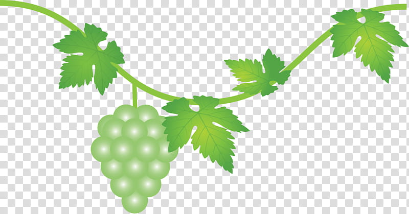 grape grapes fruit, Leaf, Plant, Flower, Grape Leaves, Vitis, Grapevine Family, Herbal transparent background PNG clipart