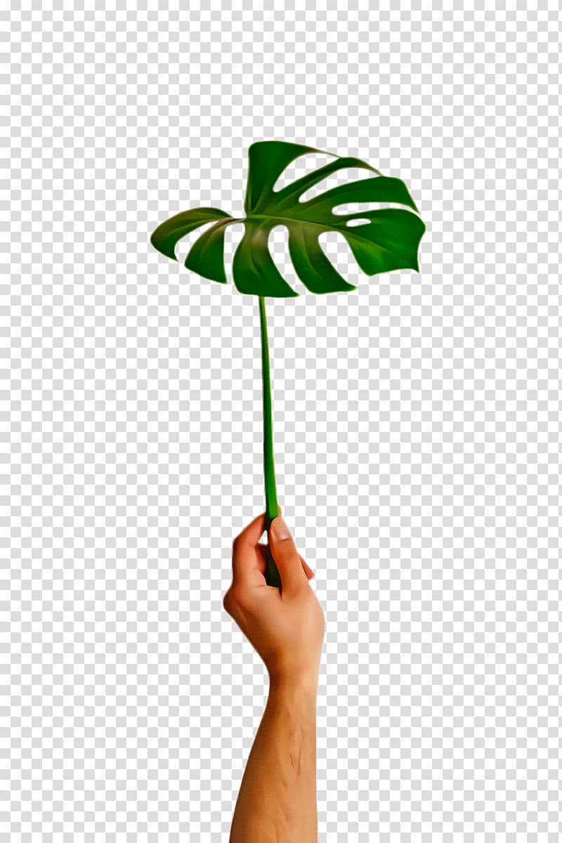 Cartoon Palm Tree, Monstera Leaf, Green Leaf, Simple, Plant Stem, Finger, Headgear, Line transparent background PNG clipart