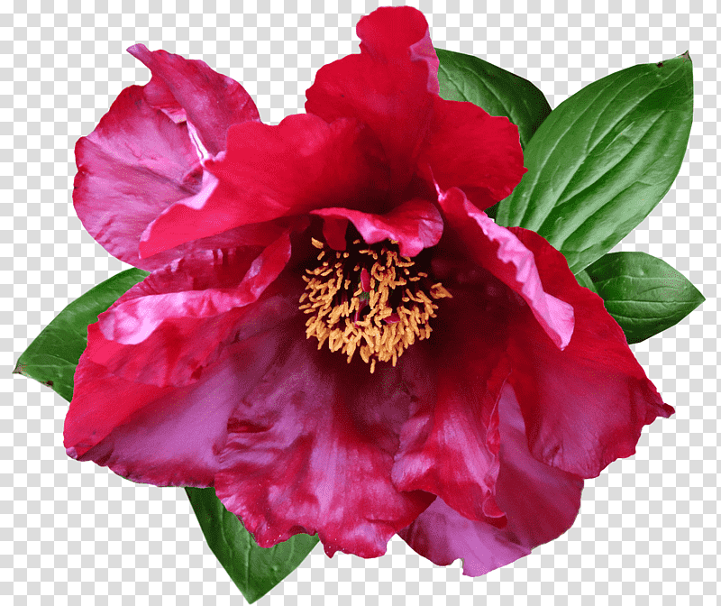 peony flower annual plant herbaceous plant camellia, Rot Pfingstrose, White Florets, Flower 10, Plants, Paeoniaceae transparent background PNG clipart