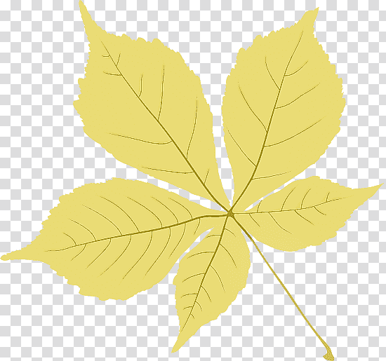 plant stem leaf twig tree maple leaf / m, Maple Leaf M, Meter, Science, Plant Structure, Biology transparent background PNG clipart