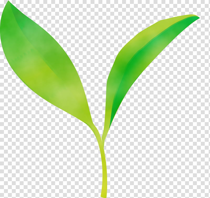 leaf flower green plant lily of the valley, Tea Leaves, Spring
, Watercolor, Paint, Wet Ink, Plant Stem, Perennial Plant transparent background PNG clipart
