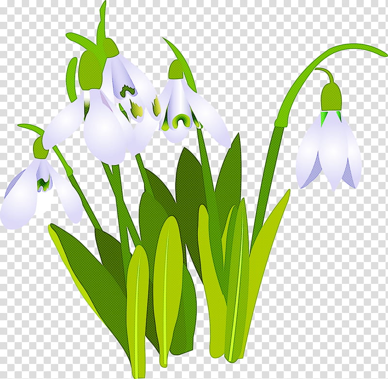 flower galanthus snowdrop plant summer snowflake, Petal transparent background PNG clipart