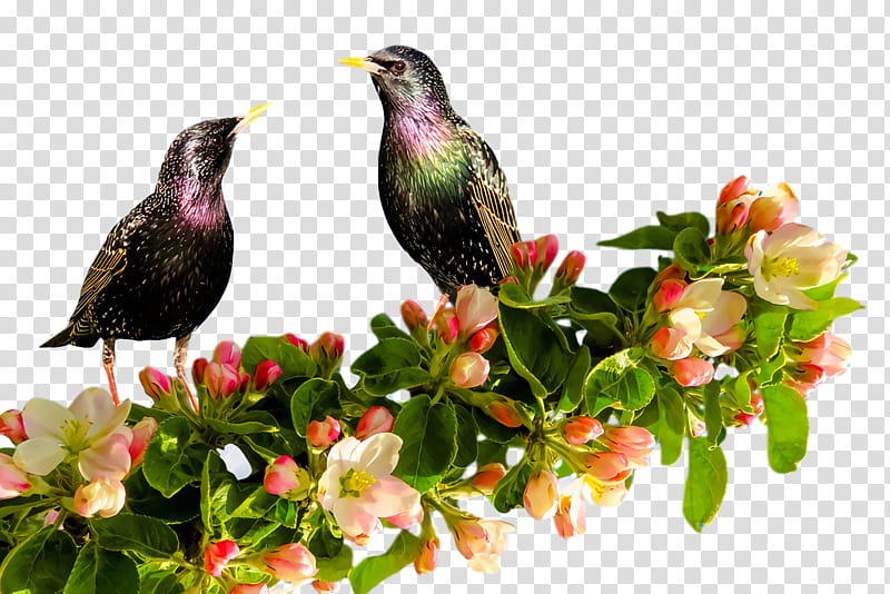 beak transparent background PNG clipart