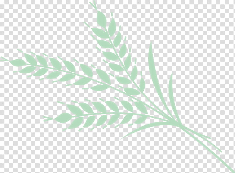 leaf plant stem grasses petal tree, Flower, Leaf Angle Distribution, Branch, Twig, Plants, Biology, Science transparent background PNG clipart