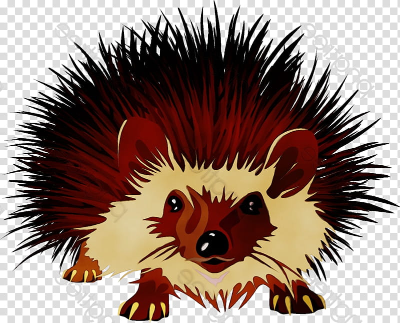 World, Domesticated Hedgehog, Porcupine, Echidna, Snout, Erinaceidae, New World Porcupine transparent background PNG clipart