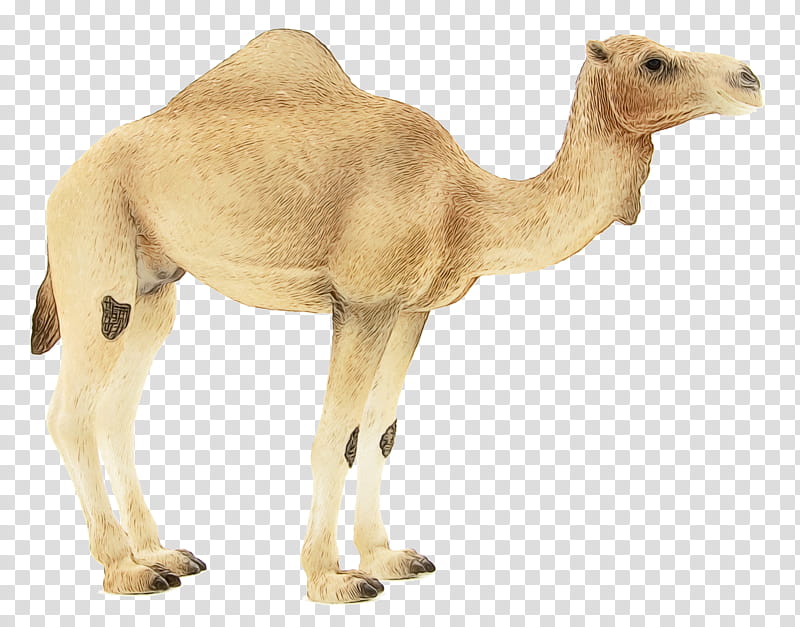 dromedary animal figurine snout camels biology, Watercolor, Paint, Wet Ink, Science transparent background PNG clipart