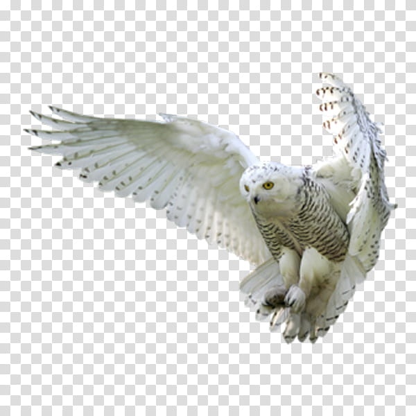 Feather, Snowy Owl, Bird, Bird Of Prey, Wing, Animal Figure, Beak, Figurine transparent background PNG clipart