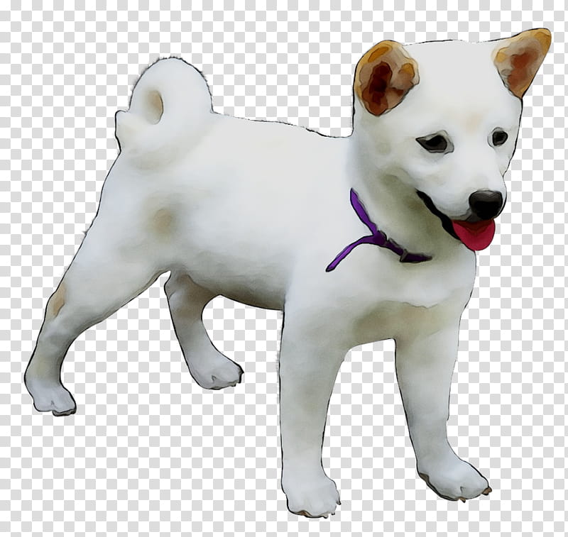 Korean, Kishu, Hokkaido Dog, Canaan Dog, Shikoku, Korean Jindo, Akita, Companion Dog transparent background PNG clipart